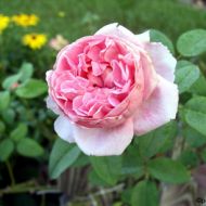 Троянда англійська Котедж Роуз (Cottage Rose)